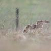 Hibou des marais DX5_2926