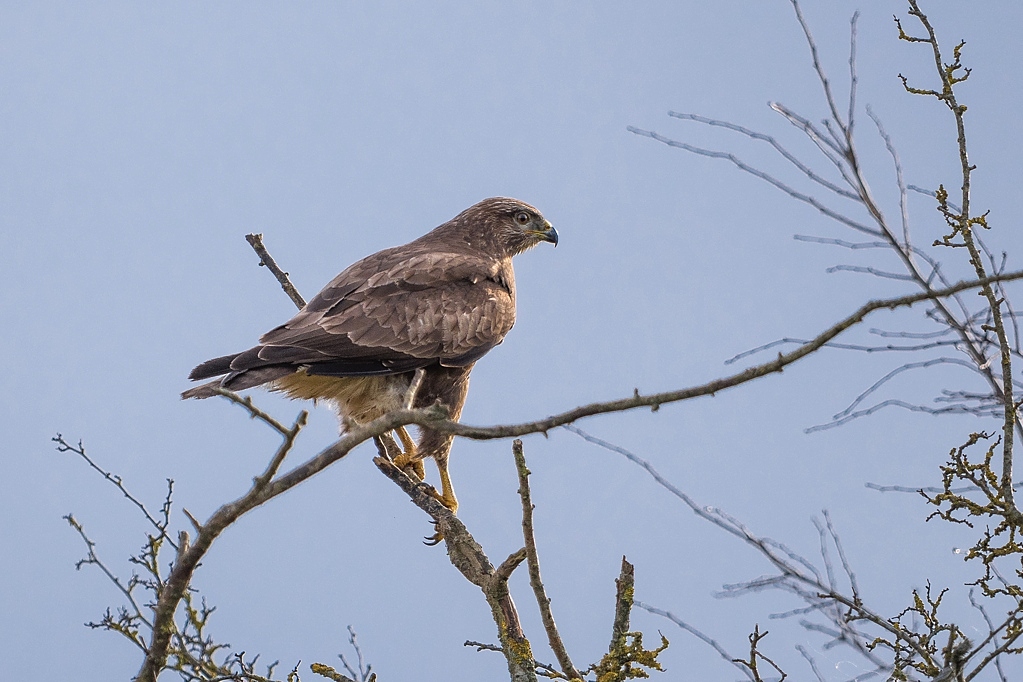 buse variable DX5_2938