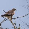 buse variable DX5_2938