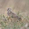 Hibou des marais DX5_2942