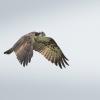 Balbuzard pêcheur DX5_2958