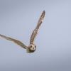 Hibou des marais DX5_3008