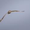 Hibou des marais DX5_3009