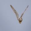 Hibou des marais DX5_3012
