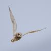 Hibou des marais DX5_3013
