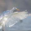 aigrette DX5_3014-2