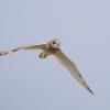 Hibou des marais DX5_3014