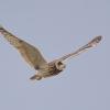 Hibou des marais DX5_3017