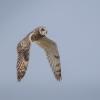 Hibou des marais DX5_3018