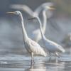aigrette DX5_3023