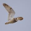 Hibou des marais DX5_3024