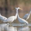 aigrette DX5_3025