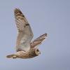 Hibou des marais DX5_3027