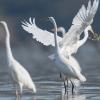 aigrette DX5_3040