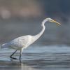 aigrette DX5_3041