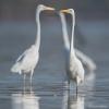 aigrette DX5_3042