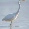 aigrette DX5_3058
