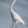 aigrette DX5_3063