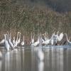 aigrette DX5_3065
