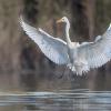 aigrette DX5_3070