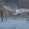 aigrette DX5_3072