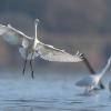 aigrette DX5_3074