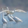 aigrette DX5_3080