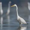 aigrette DX5_3091