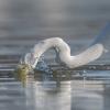 aigrette DX5_3092-2