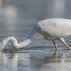 aigrette DX5_3092