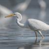 aigrette DX5_3096