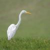 grande aigrette DX5_3097