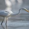 aigrette DX5_3099