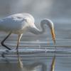 aigrette DX5_3105