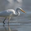 aigrette DX5_3106