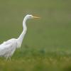 grande aigrette DX5_3115