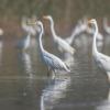 aigrette DX5_3121