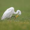 grande aigrette DX5_3130