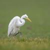 grande aigrette DX5_3145