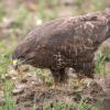 buse variable DX5_3190