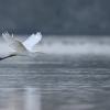 aigrette DX5_3192