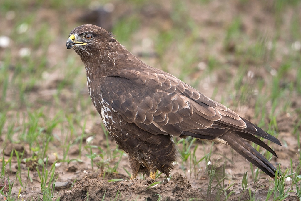 buse variable DX5_3196