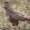buse variable DX5_3196