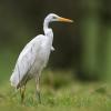 grande aigrette DX5_3207
