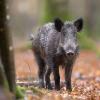 sanglier DX5_3304