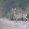 chevreuil a la tombée du jourDX5_3304