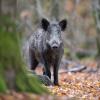 sanglier DX5_3343