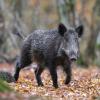 sanglier DX5_3350