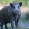 sanglier DX5_3357