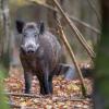 sanglier DX5_3366